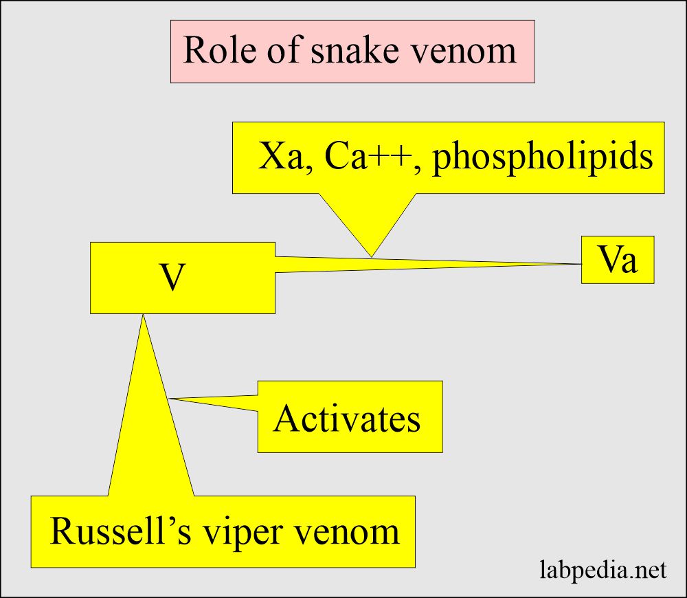 Role of snake venom in coagulation