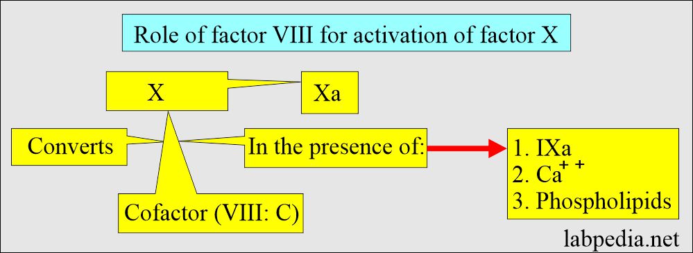 Role of coagulation factor VIII to activate the factor X to Xa