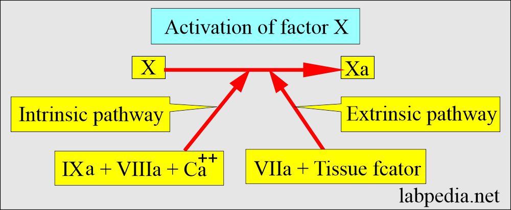 Activation of coagulation factor X to Xa