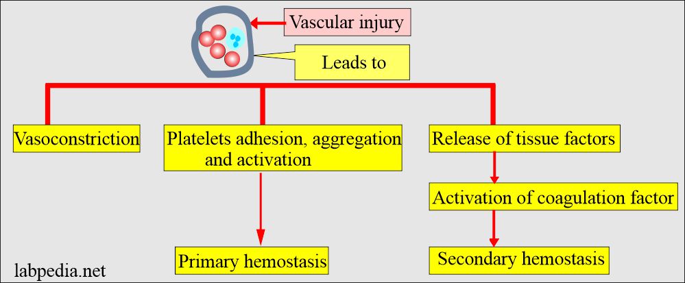 Mechanism of Coagulation hemostasis 