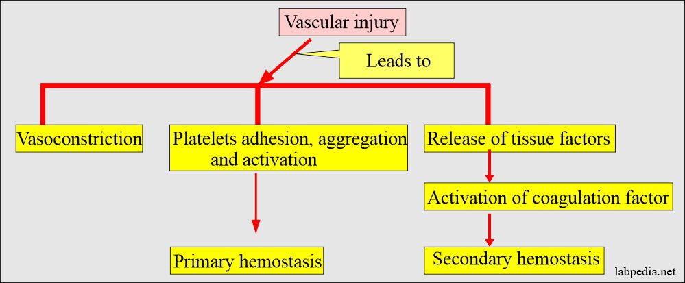 Coagulation hemostasis mechanism