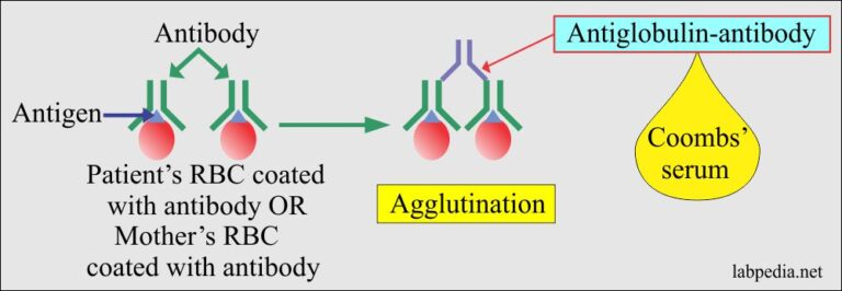 coombs-test-part-1-coombs-direct-direct-anti-globulin-test