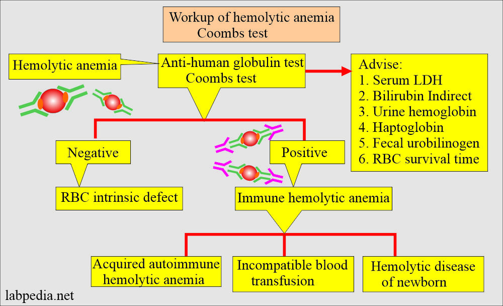 Hemolytic anemia and Coombs test workup