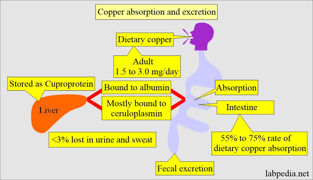 Copper absorption and excretion