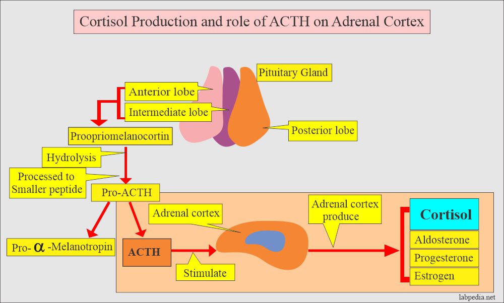 Cortisol production and role of ACTH on adrenal cortex
