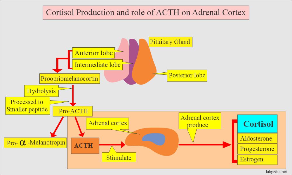 Does The Adrenal Cortex Produce Cortisol At Brayden Woodd Blog