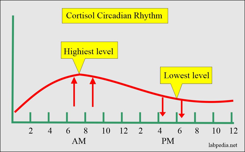 Blood Cortisol Levels Chart