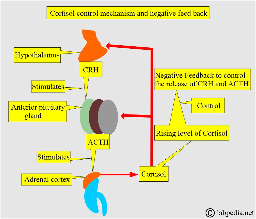 Cortisol control mechanism