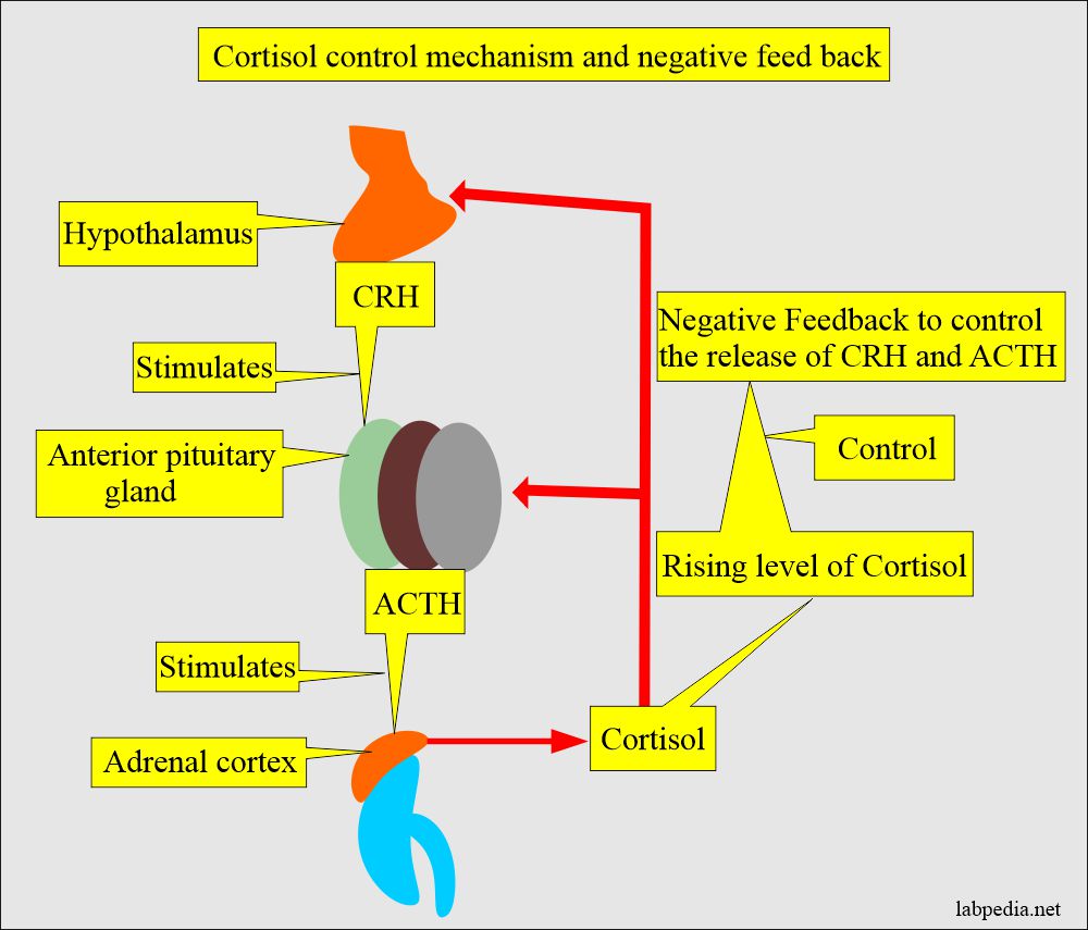 Cortisol control mechanism and negative feed back 