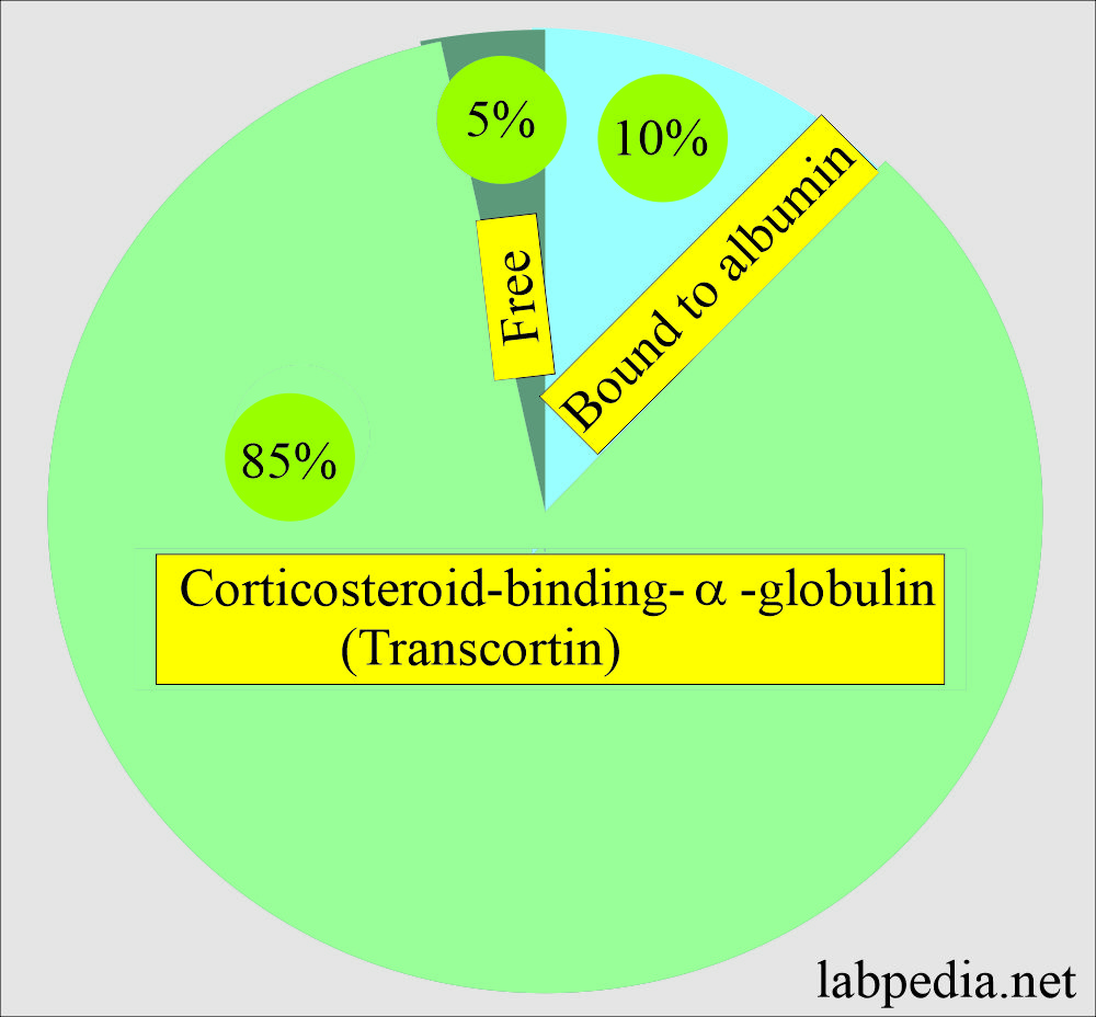 Cortisol distribution in the body