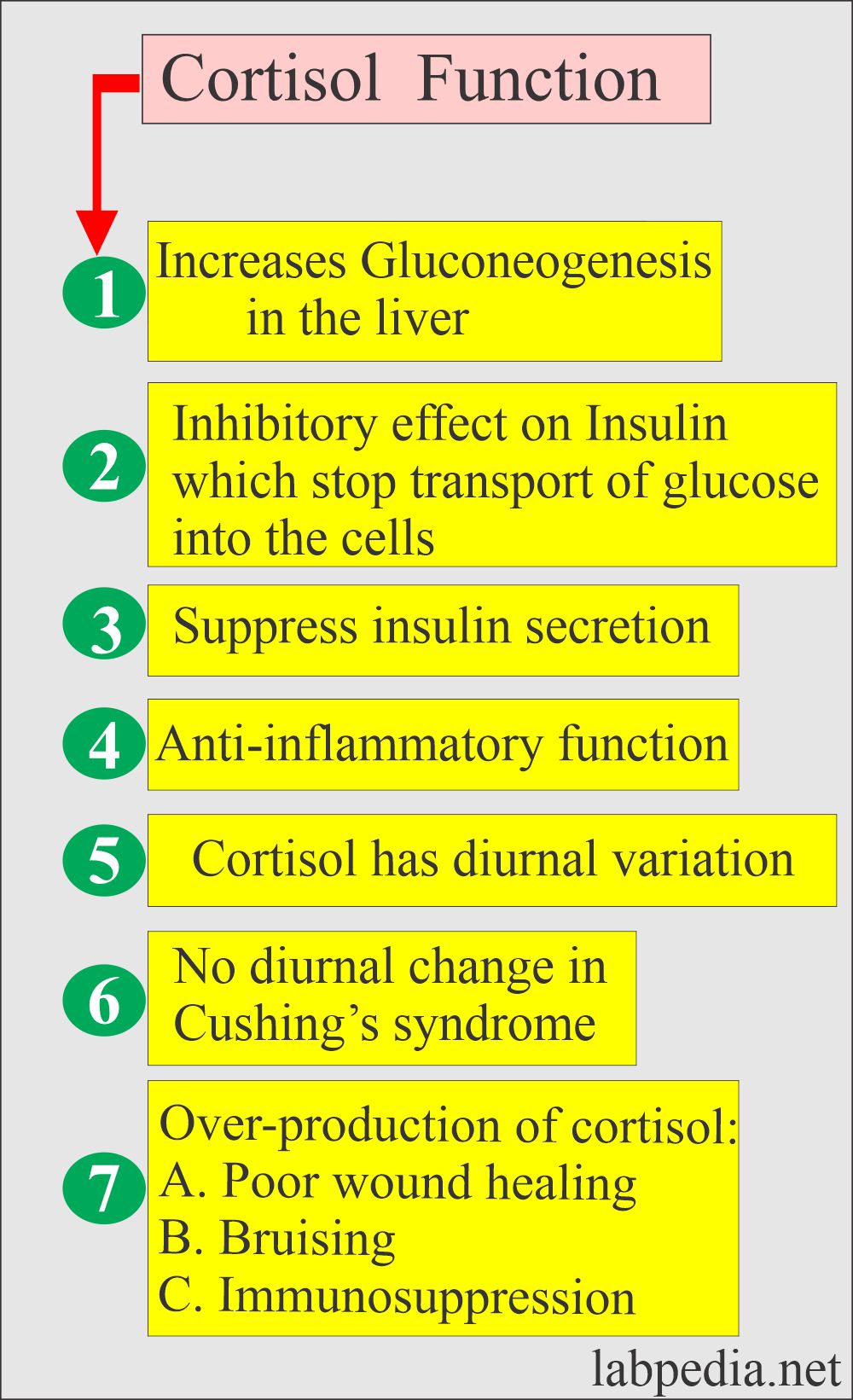 Cortisol functions