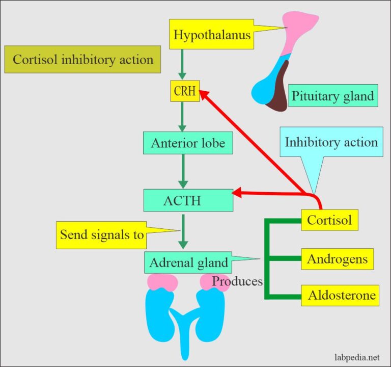 Cortisol Hormone Hydrocortisone Am And Pm