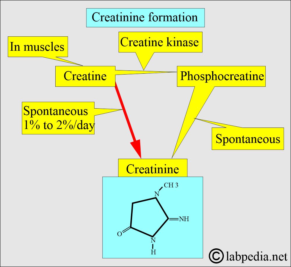 Creatinine formation