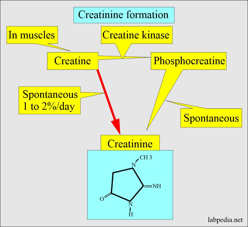 Creatinine formula and formation