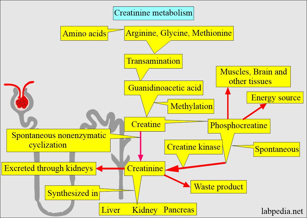 Serum creatinine: Creatinine metabolism