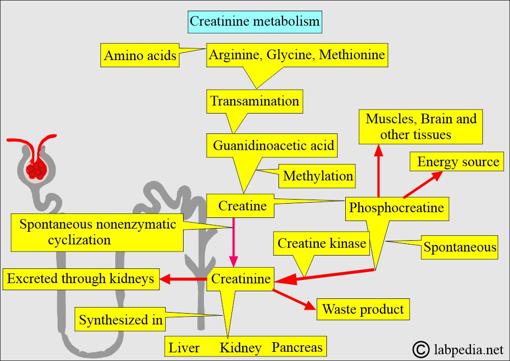 Creatinine metabolism