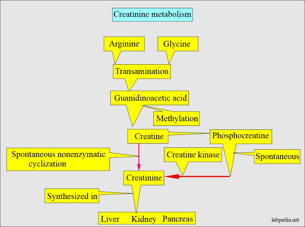 Creatinine metabolism