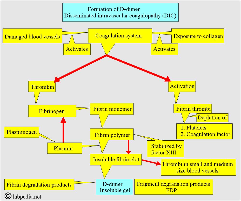 D-dimer formation  D-dimer formation