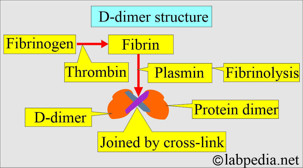 D-dimer structure