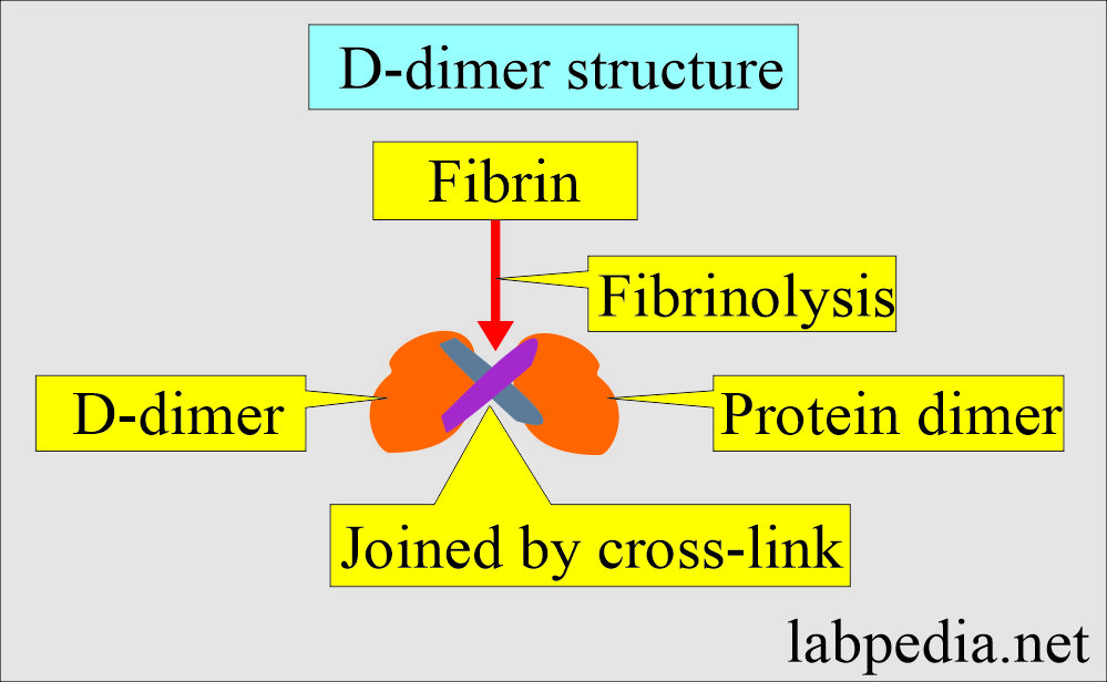 D-dimer structure