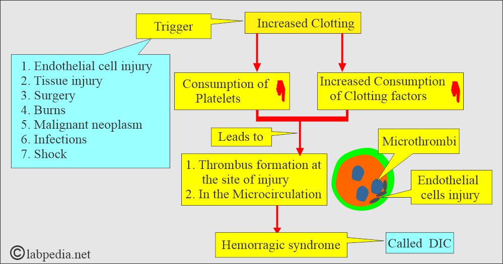 DIC mechanism  DIC mechanism