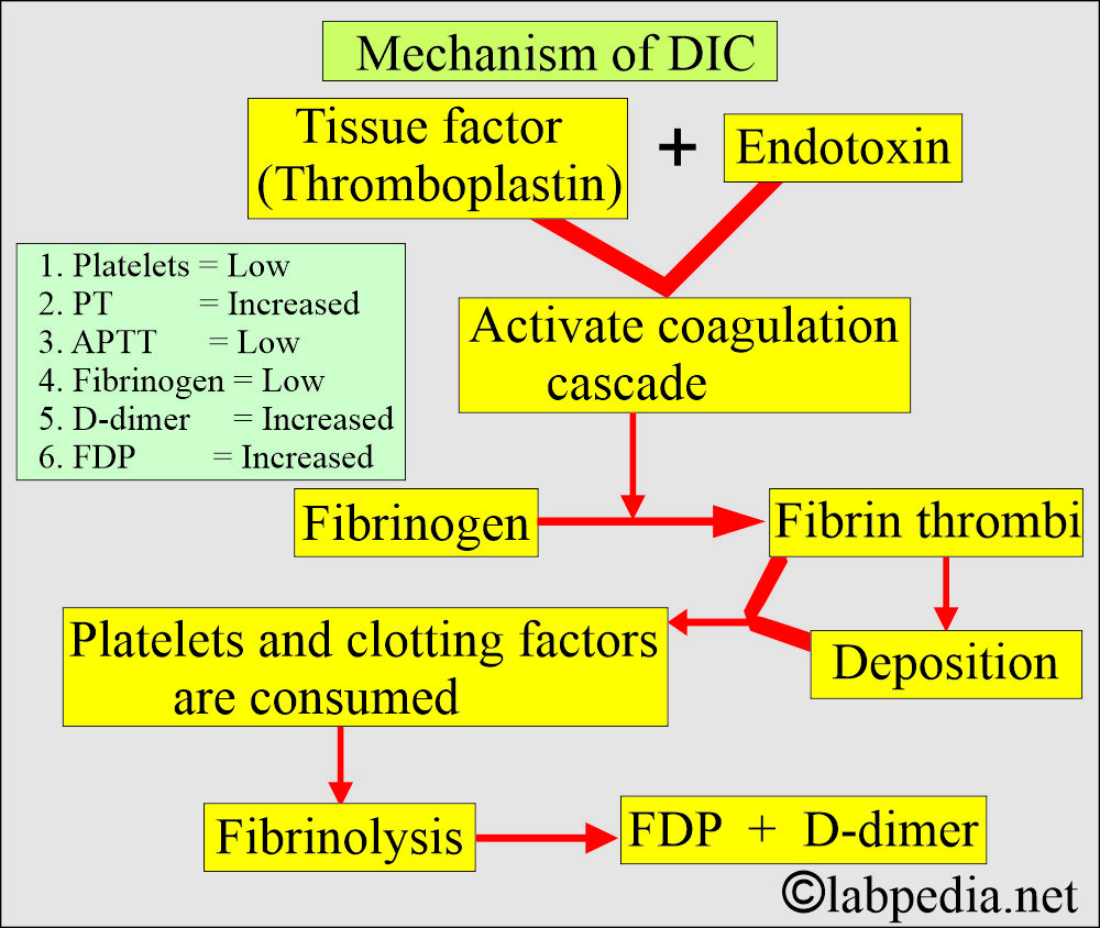 D-Dimer test: DIC mechanism summary D-Dimer test: DIC mechanism summary