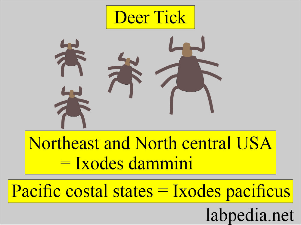 Deer tick, Lyme disease