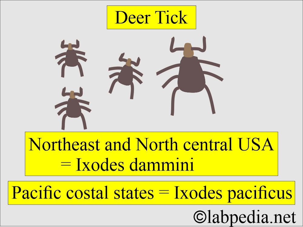 Deer tick lyme disease