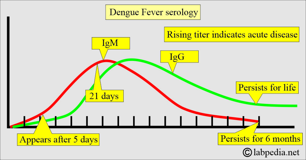Dengue fever serology Dengue fever serology