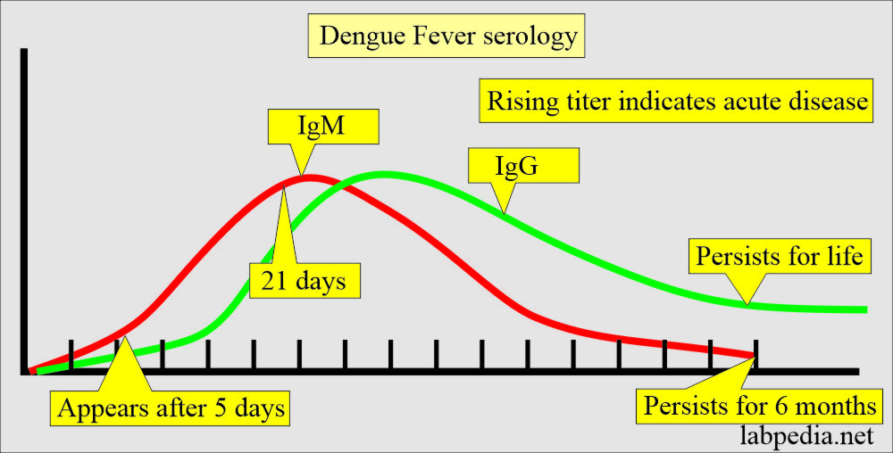 Dengue fever serology