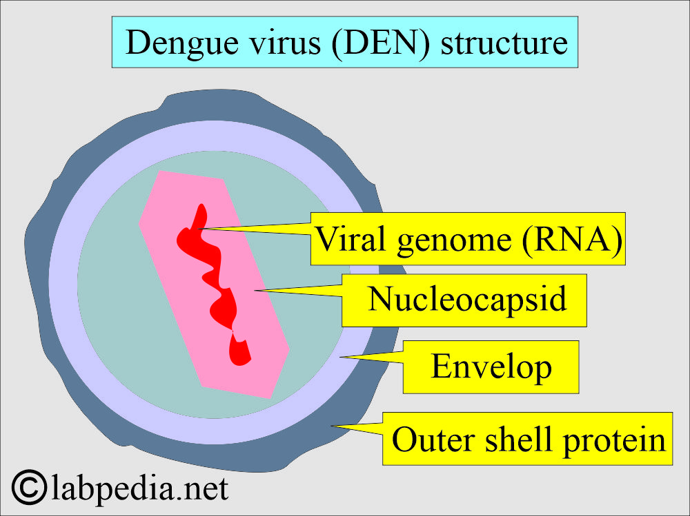 Dengue virus structure