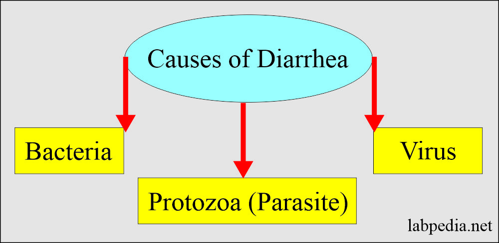 Diarrhea causes agents and diagnosis