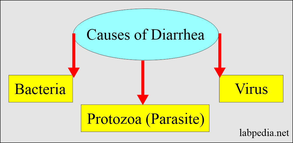 Diarrhea Causative Agents And Diagnosis