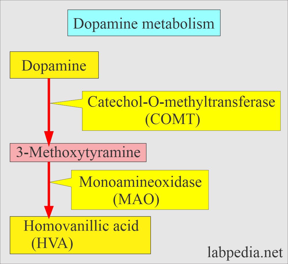 Dopamine metabolism