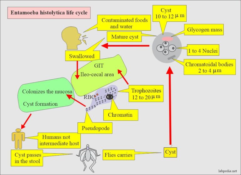 Amoebiasis Entamoeba Histolytica Life Cycle Diagnosis And Intestinal Amoebas 3645