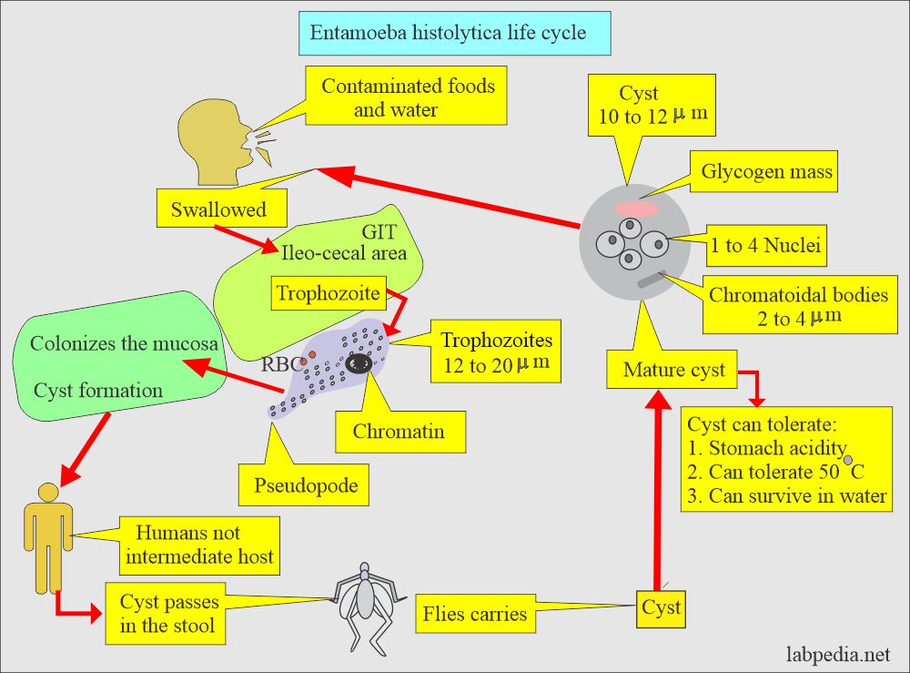 Entamoeba Histolytica life cycle