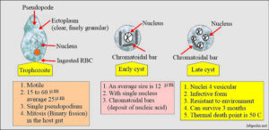 Amoebiasis Entamoeba Histolytica Life Cycle Diagnosis And