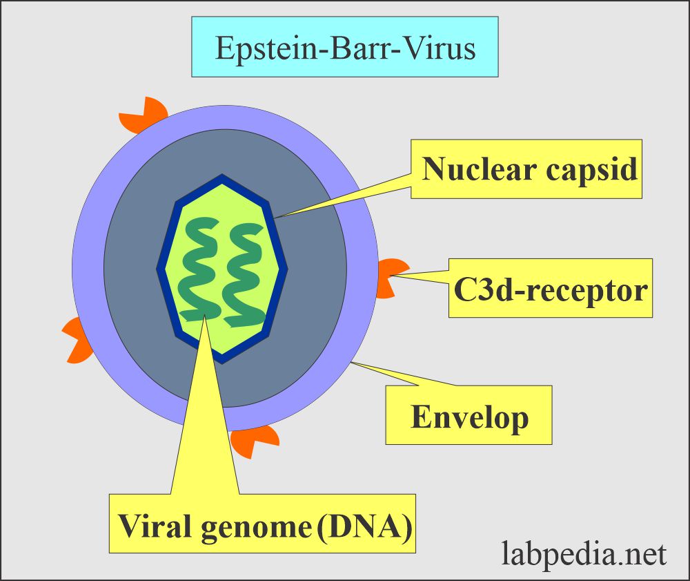 Epstein-Barr virus (EBV): EBV structure