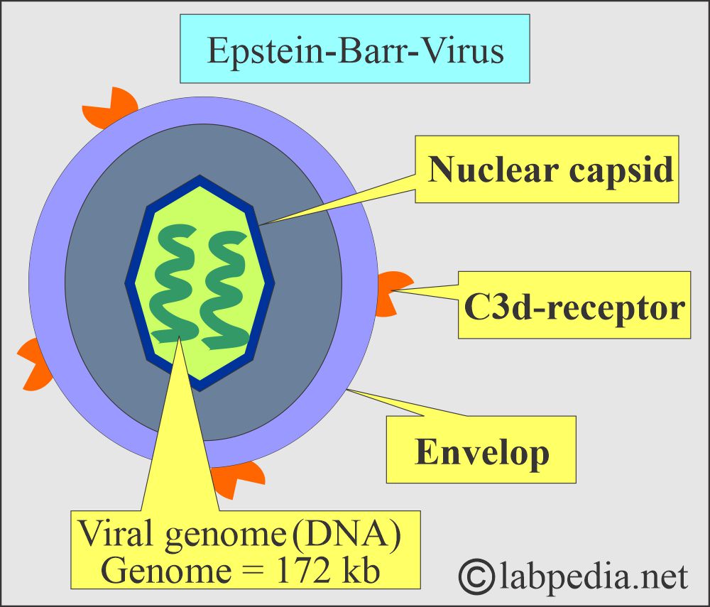 EBV structure