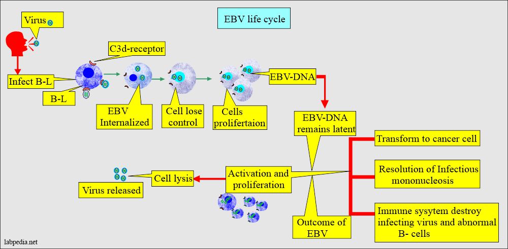EBV life cycle