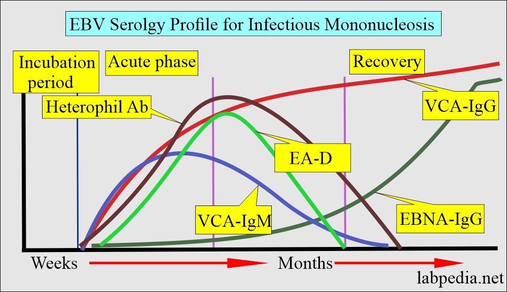 EBV serology for the diagnosis of Infectious Mononucleosis