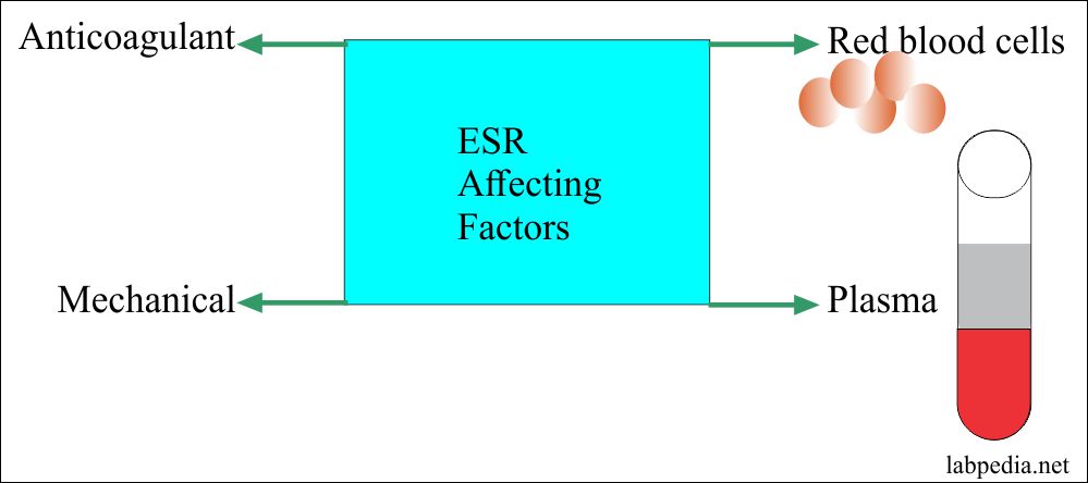 Erythrocyte Sedimentation Rate (ESR) : Significance, Mechanism, Influencing  factors, Procedure - MedicoInfo