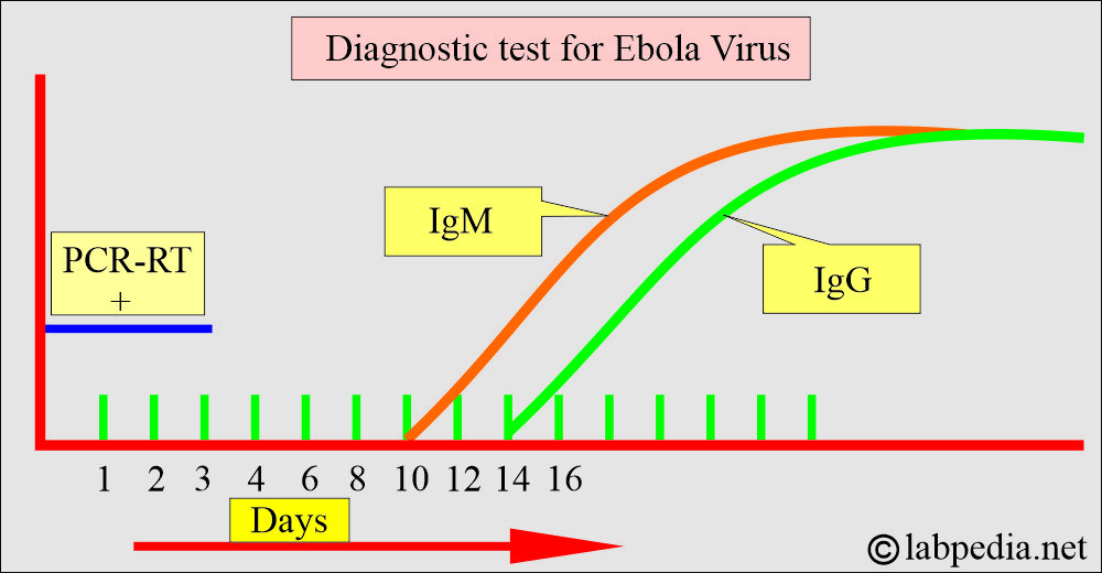Ebola serological tests Ebola serological tests