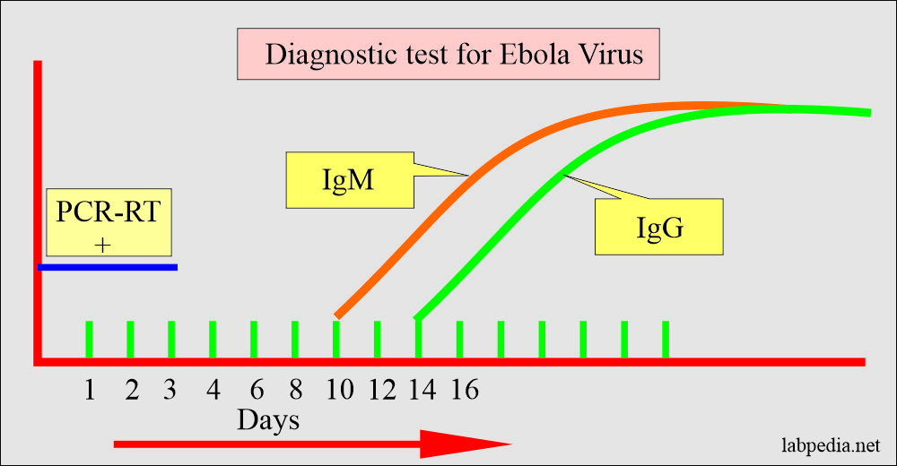 Ebola virus diagnosis