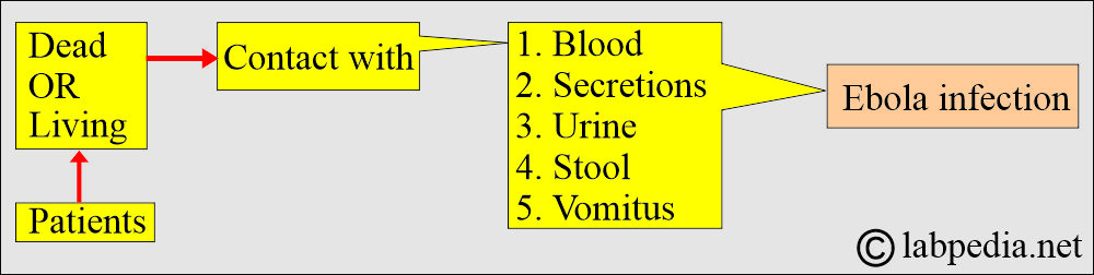 Ebola virus spread Ebola virus spread