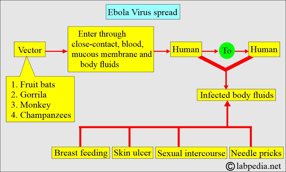 Ebola virus spread Ebola virus spread