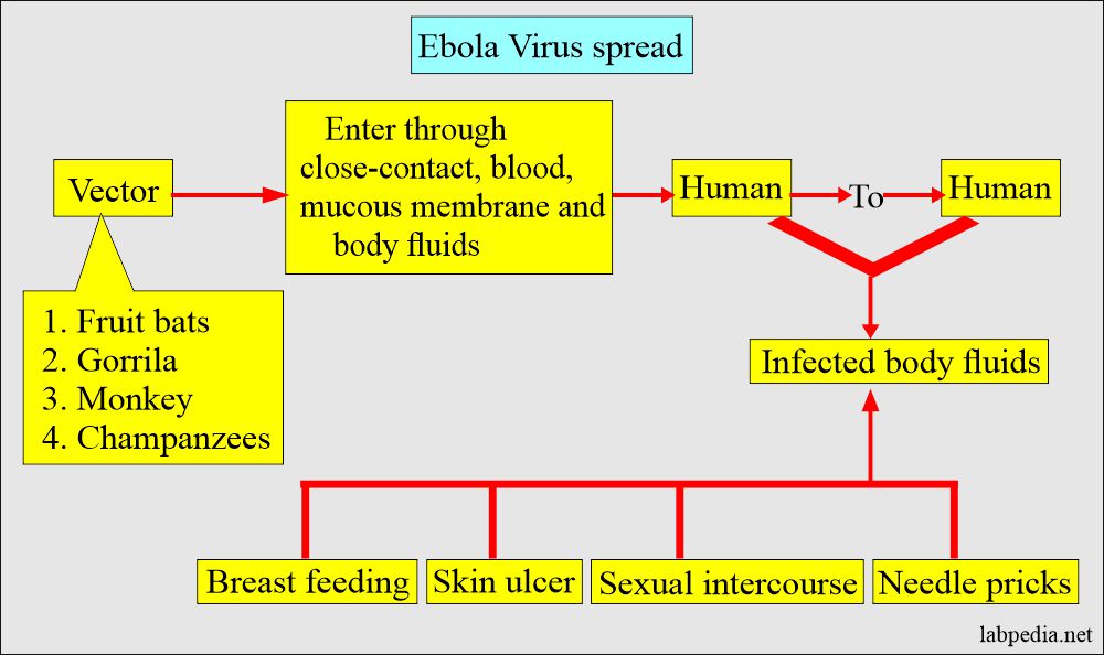 Ebola virus spread
