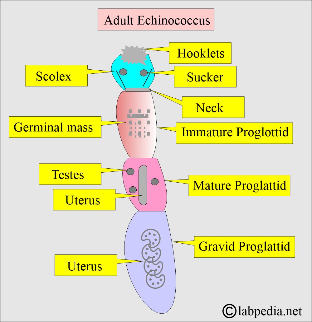 Echinococcus adult