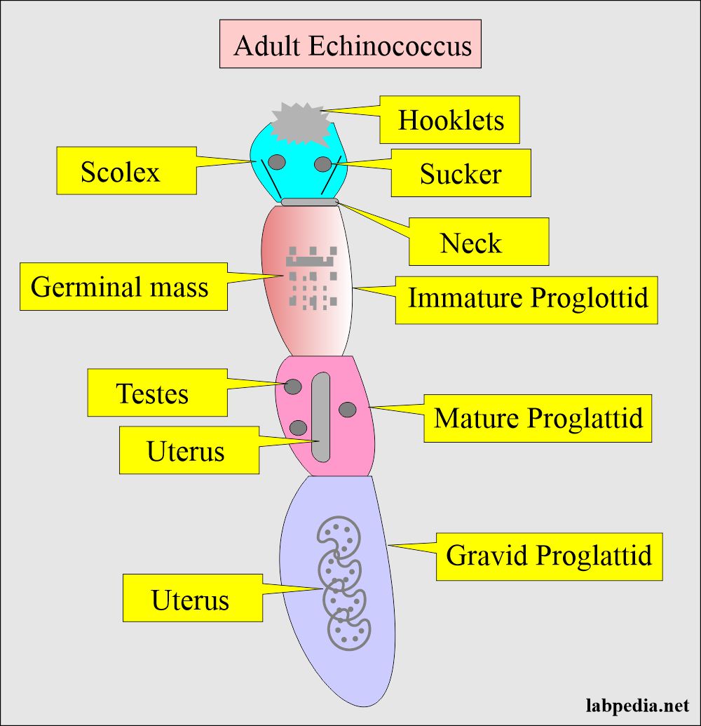 Echinococcus adult shape
