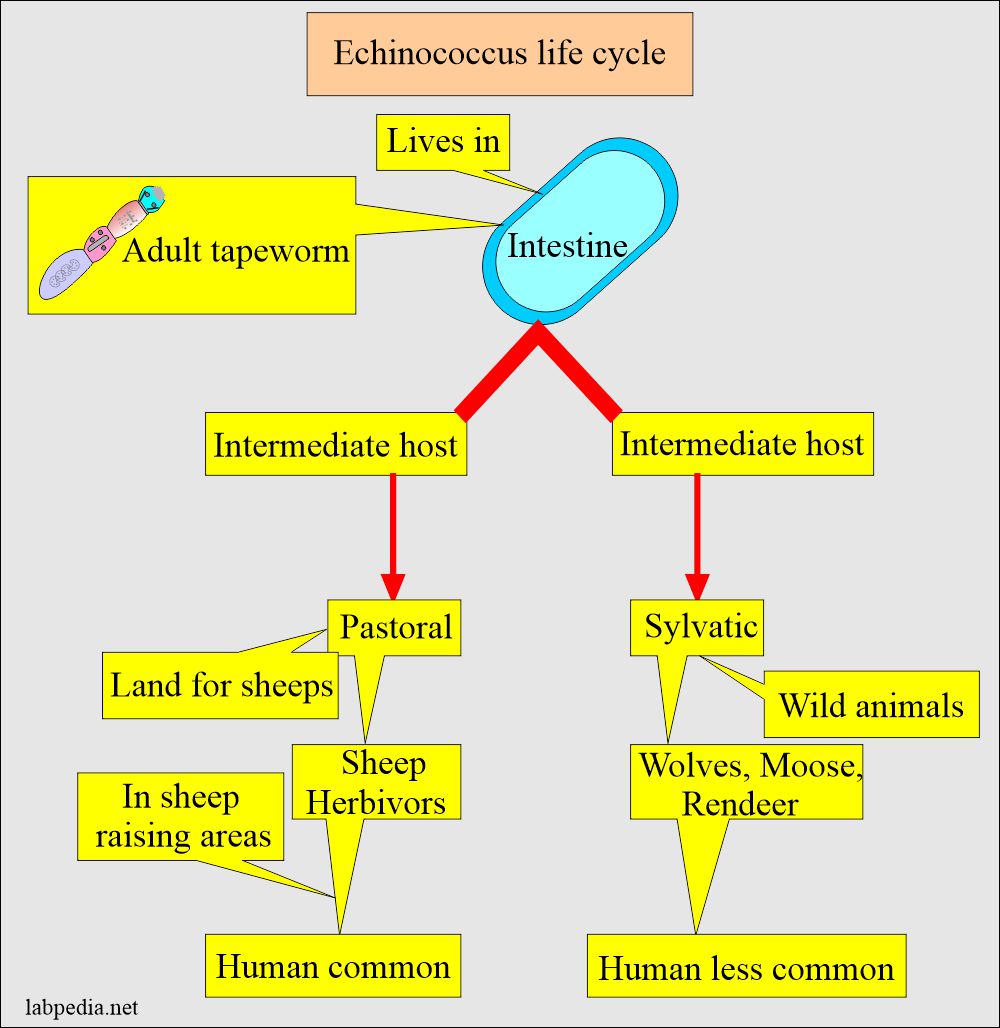 Echinococcus life cycle 